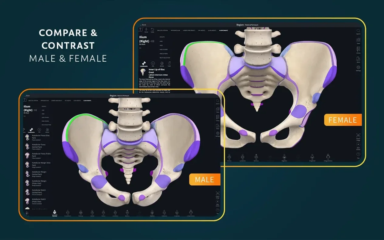 Complete Anatomy — look #4 Complete Anatomy 11.5, screen 4